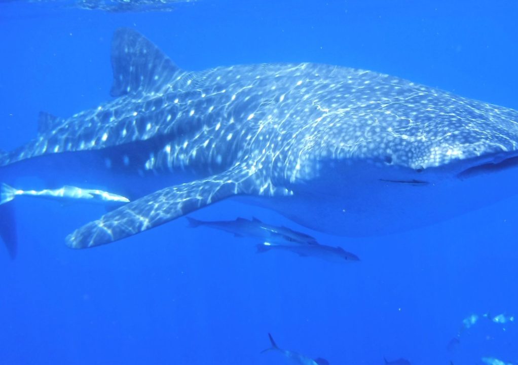 ‘Novembre 2021’ Autour des requins baleines : Inoubliable à vie !!
